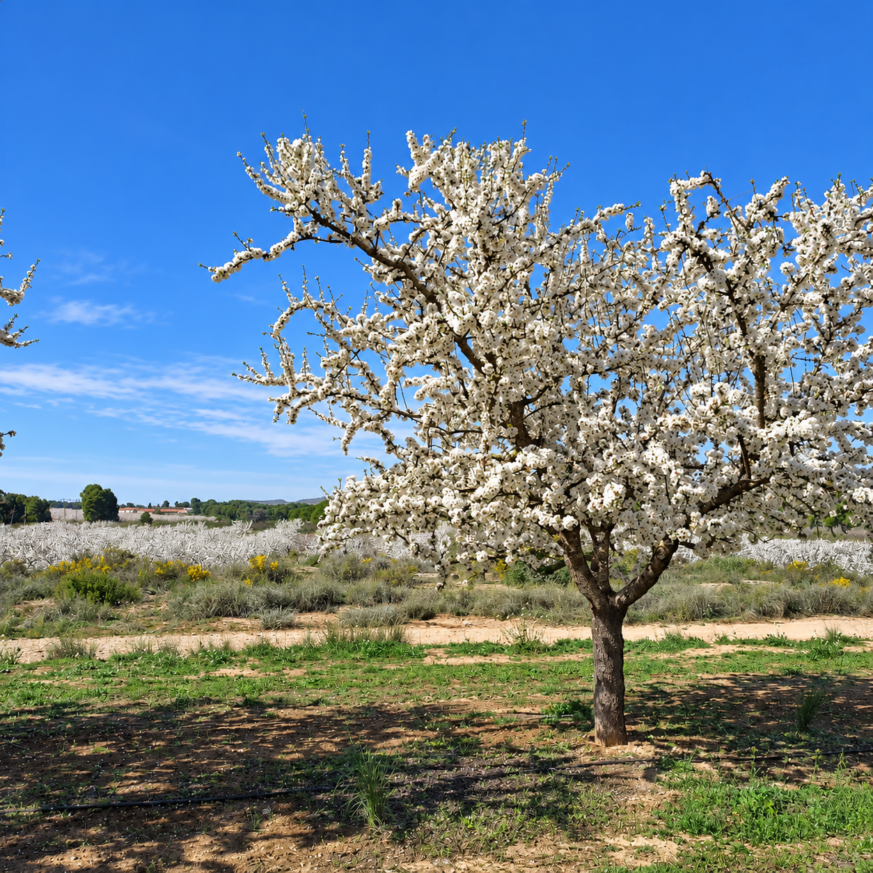Almendros cubiertos de flores blancas bajo un cielo azul